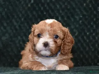 Cavapoo dogs Luna - Ad 40