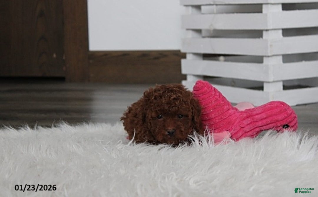 Toy Poodle dogs for sale: Abby - Ad 10