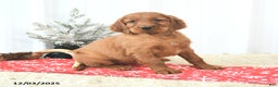 Irish Setter dogs for sale: Bella   - Ad 4