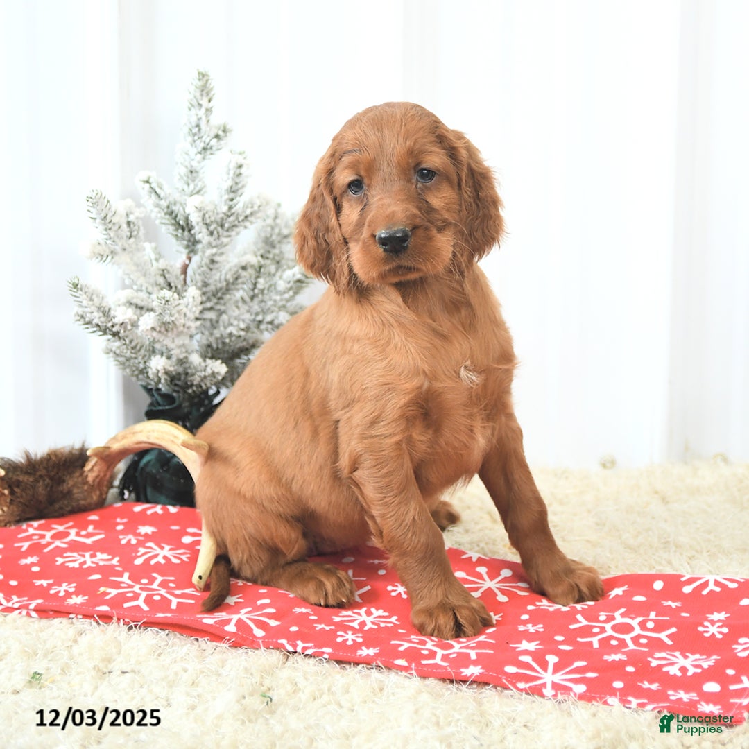 Irish Setter dogs for sale: Bella   - Ad 4