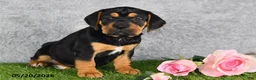 Beabull dogs for sale: Tracey - Ad 4
