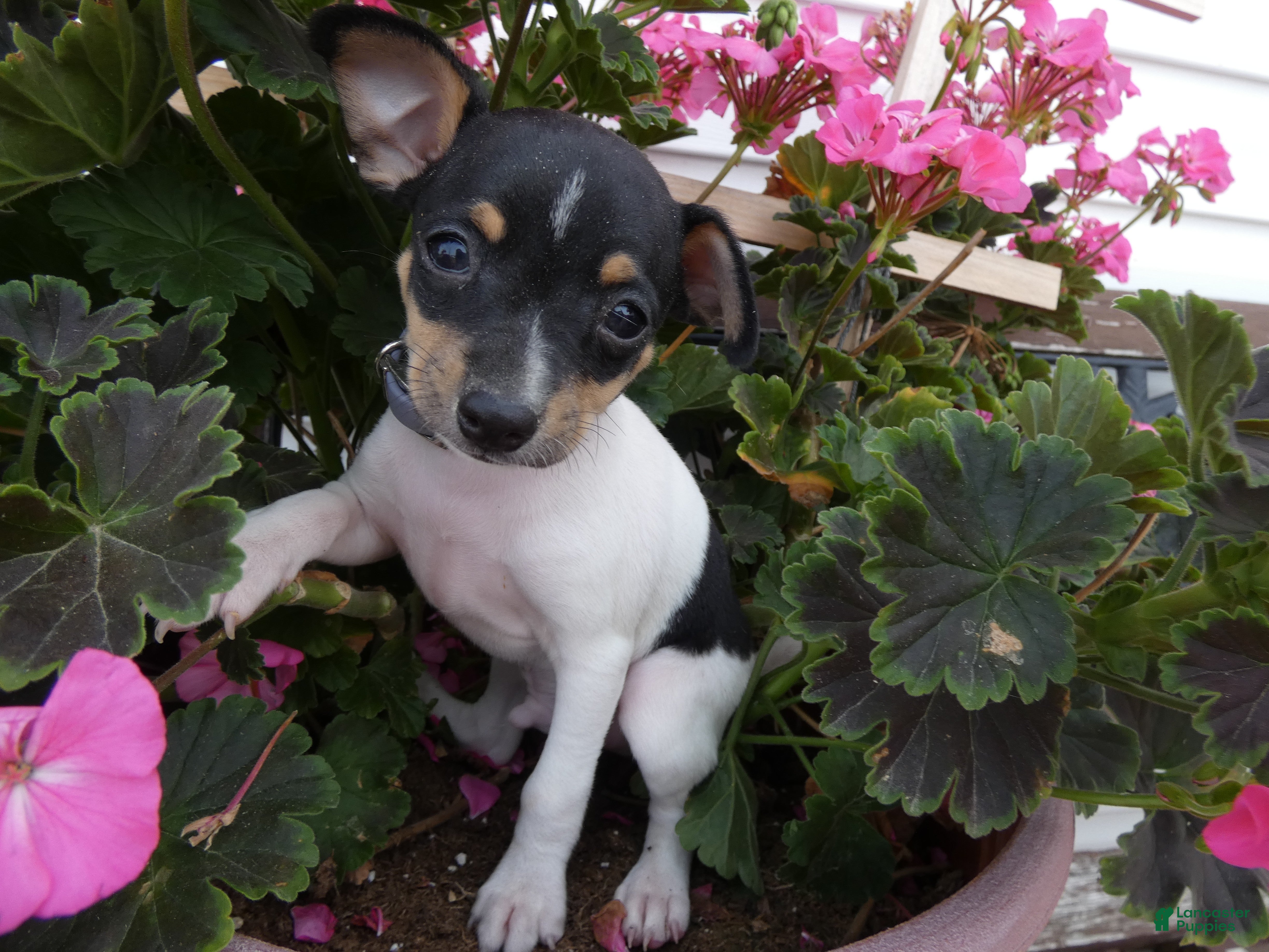 Toy Fox Terrier dogs Toy Fox Terrier 2 Juno - Ad 19