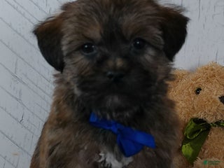 Shorkie dogs Spencer - Ad 2