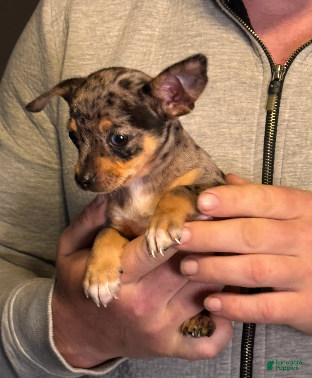 Chihuahua dogs for sale: Maradona  - Ad 15