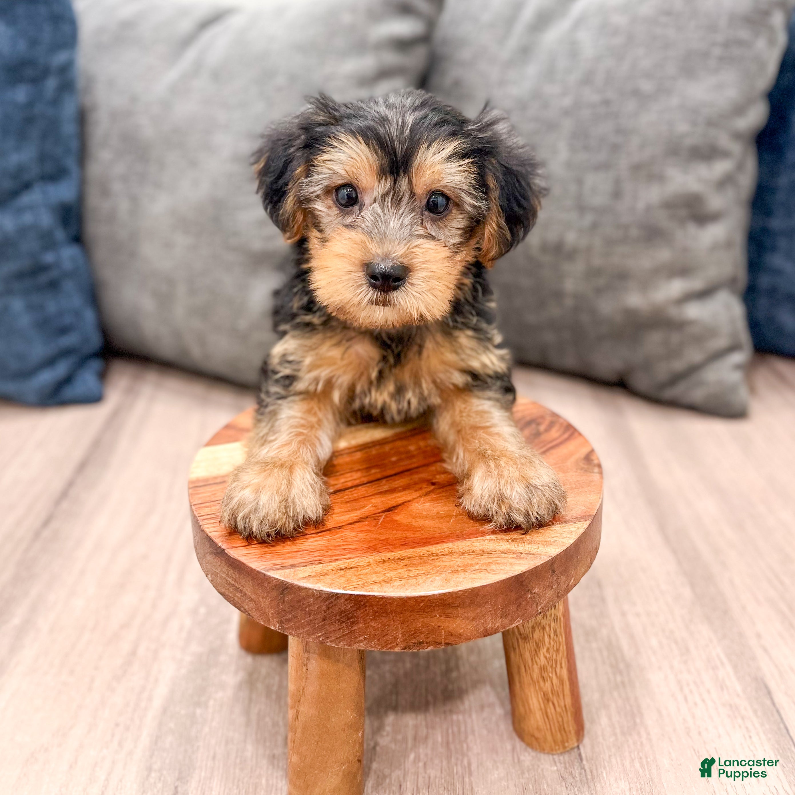 Yorkshire Terrier dogs Elvis - Ad 2