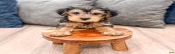 Yorkshire Terrier dogs for sale: Elvis - Ad 2