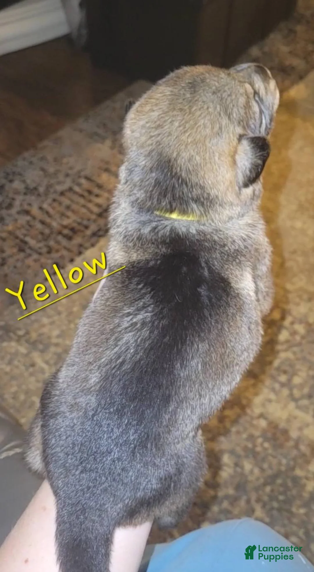 German Shepherd dogs for sale: Akc German Shepherds. 5 BOYS & 5 GIRLS Available! - Ad 24