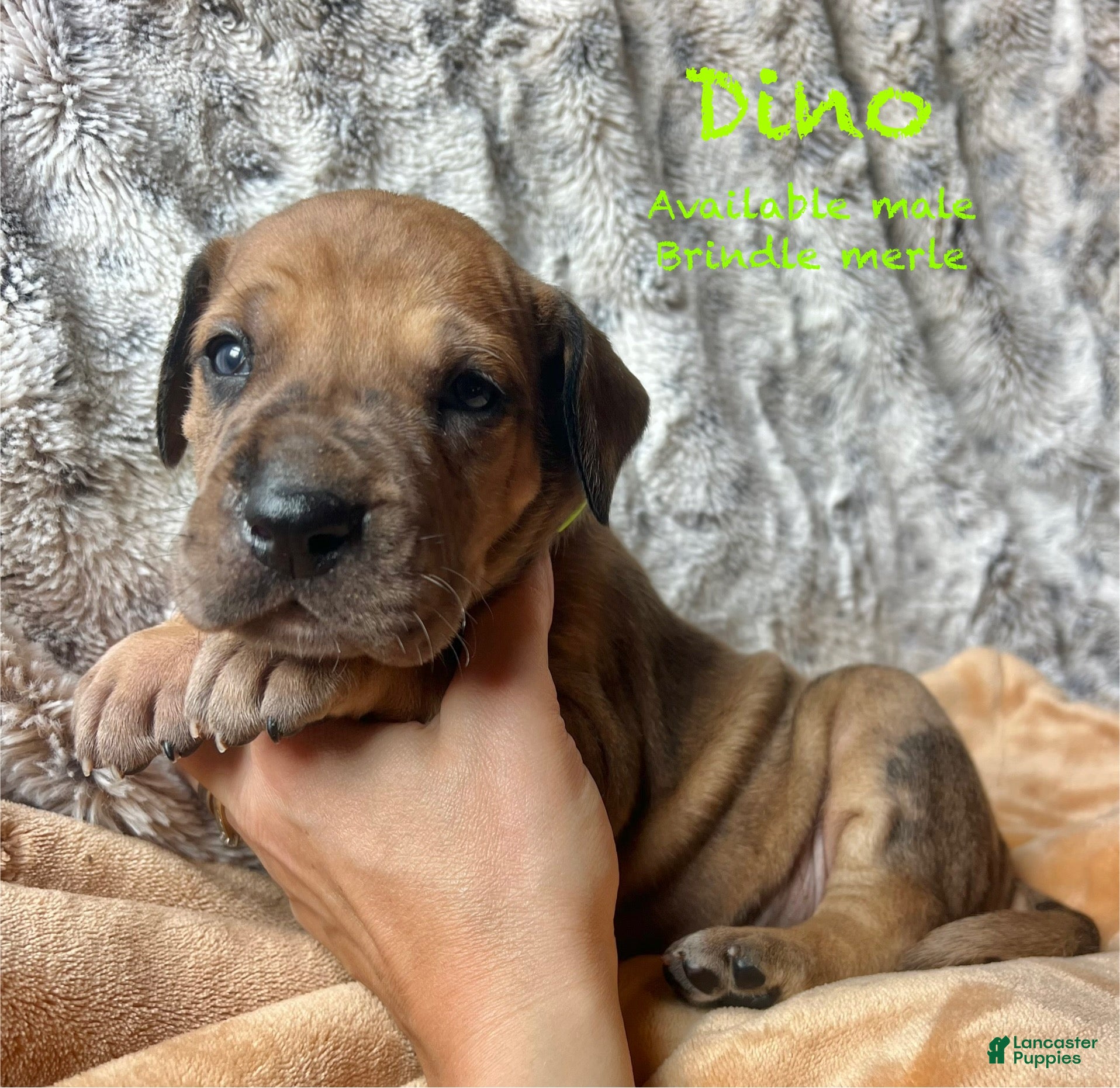 Great Dane dogs for sale: Dino - Ad 12