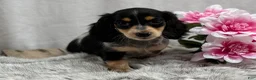 Miniature Dachshund dogs for sale: Cookie - Ad 5