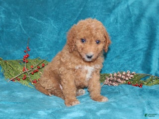 Mini Goldendoodle dogs Teddy - Ad 39