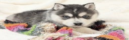 Alaskan Klee Kai dogs for sale: Pudge - Ad 3