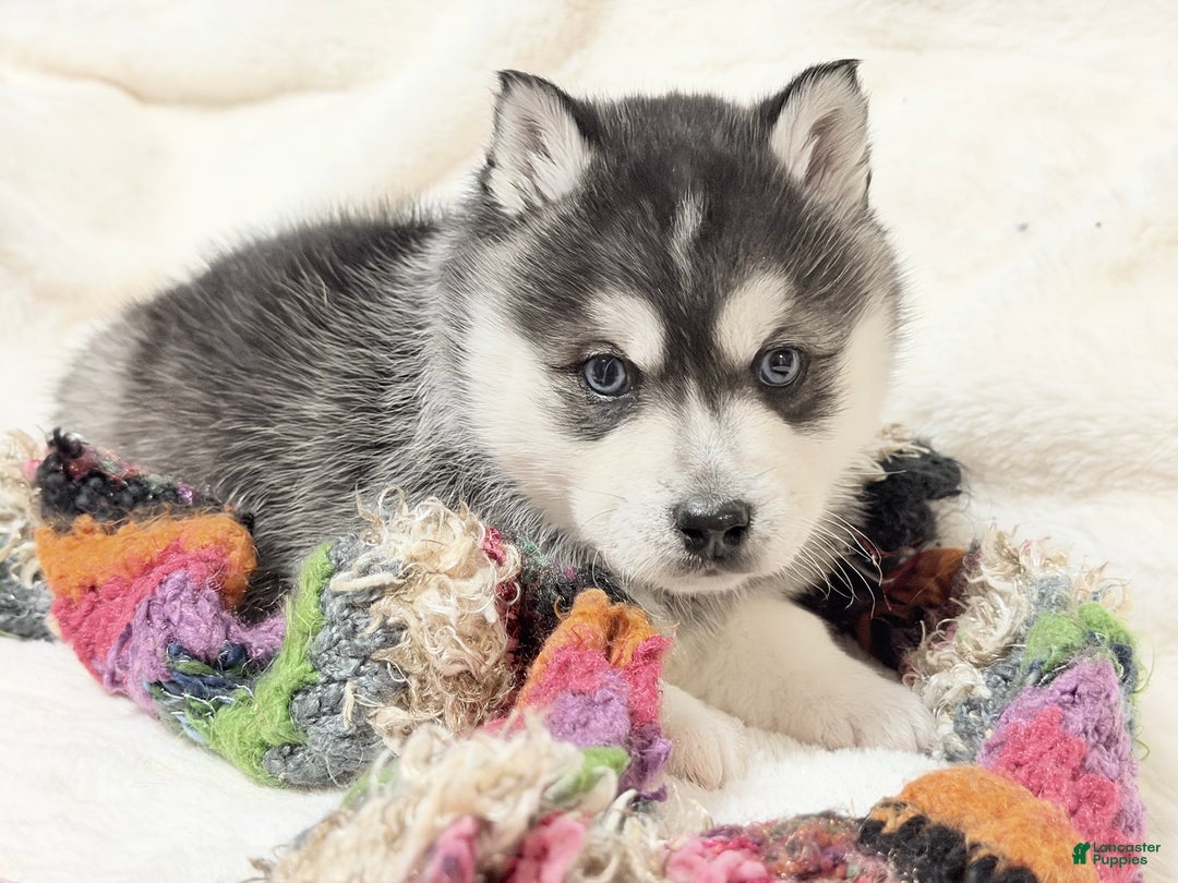 Alaskan Klee Kai dogs for sale: Pudge - Ad 3