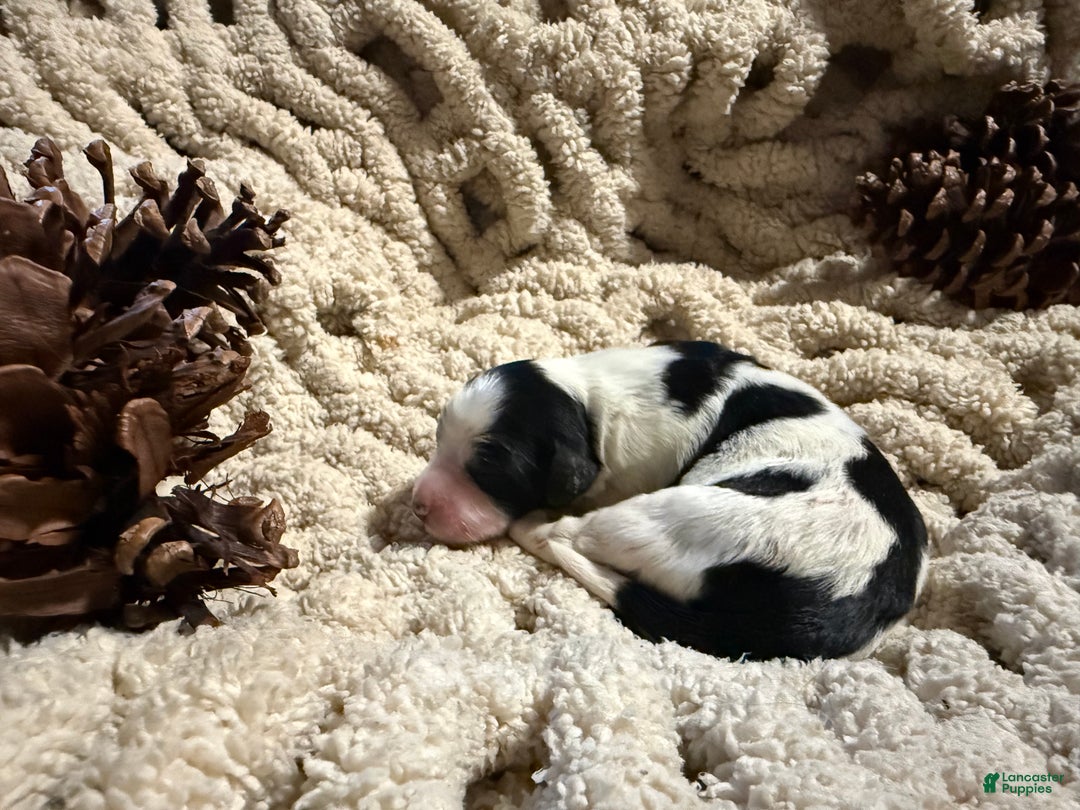 Mixed Breed dogs for sale: Buddy - Ad 3