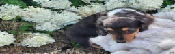 Miniature Dachshund dogs for sale: Pearl - Ad 12