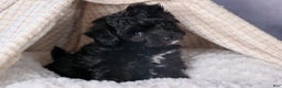 Mini Aussiedoodle dogs for sale: Kit Kat - Ad 34