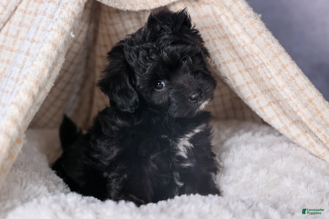 Mini Aussiedoodle dogs for sale: Kit Kat - Ad 34