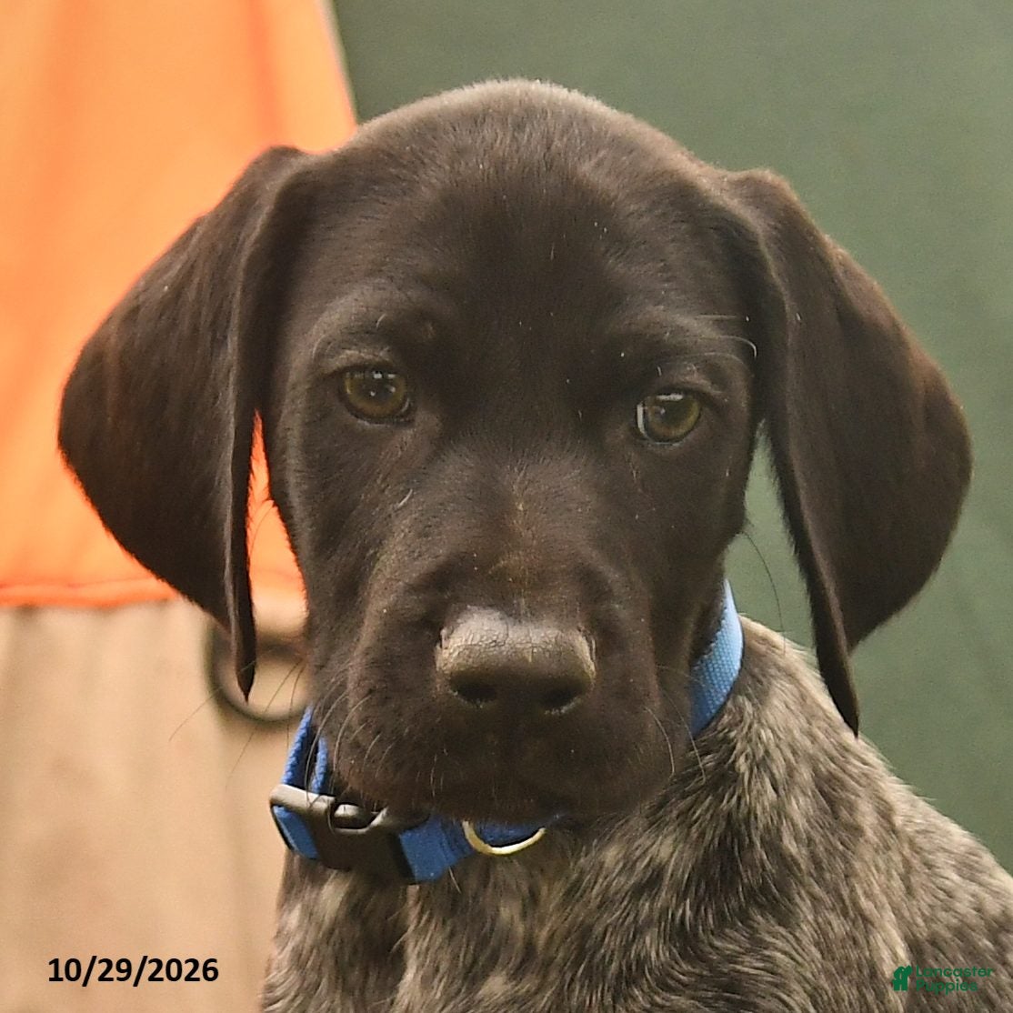 German Shorthaired Pointer dogs for sale: Sonny - Ad 2