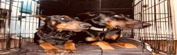 Doberman Pinscher dogs for sale: Green Collar Dobie - Ad 19