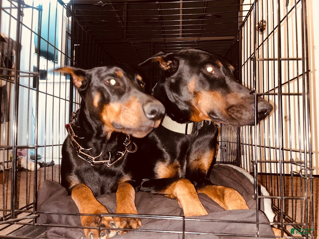 Doberman Pinscher dogs for sale: Green Collar Dobie - Ad 19