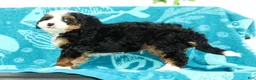 Mini Bernedoodle dogs for sale: Frisco - Ad 9