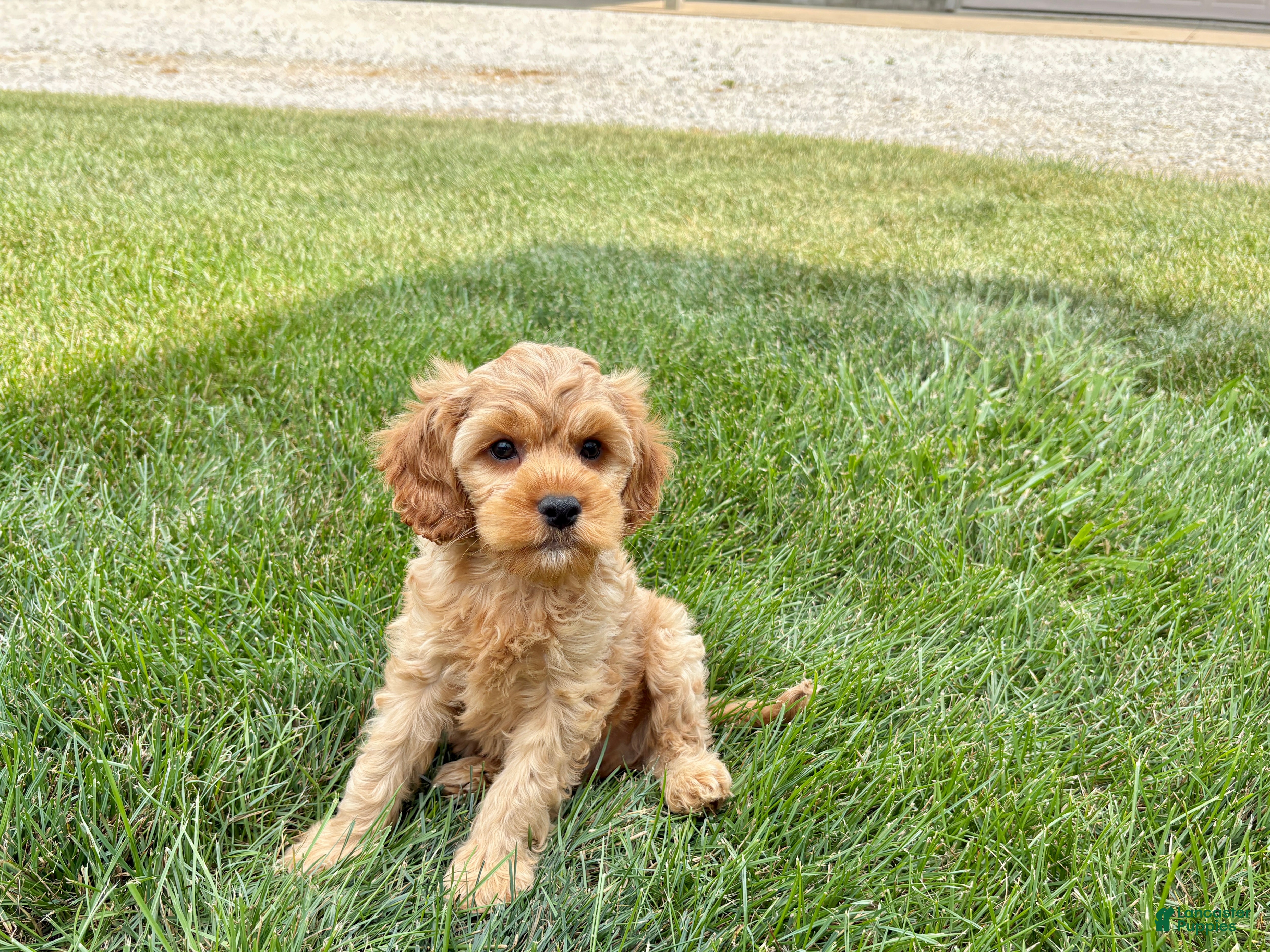 Mixed Breed dogs Cockapoo/Cavapoo male 1 - Ad 1