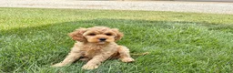 Mixed Breed dogs for sale: Cockapoo/Cavapoo male 1 - Ad 1