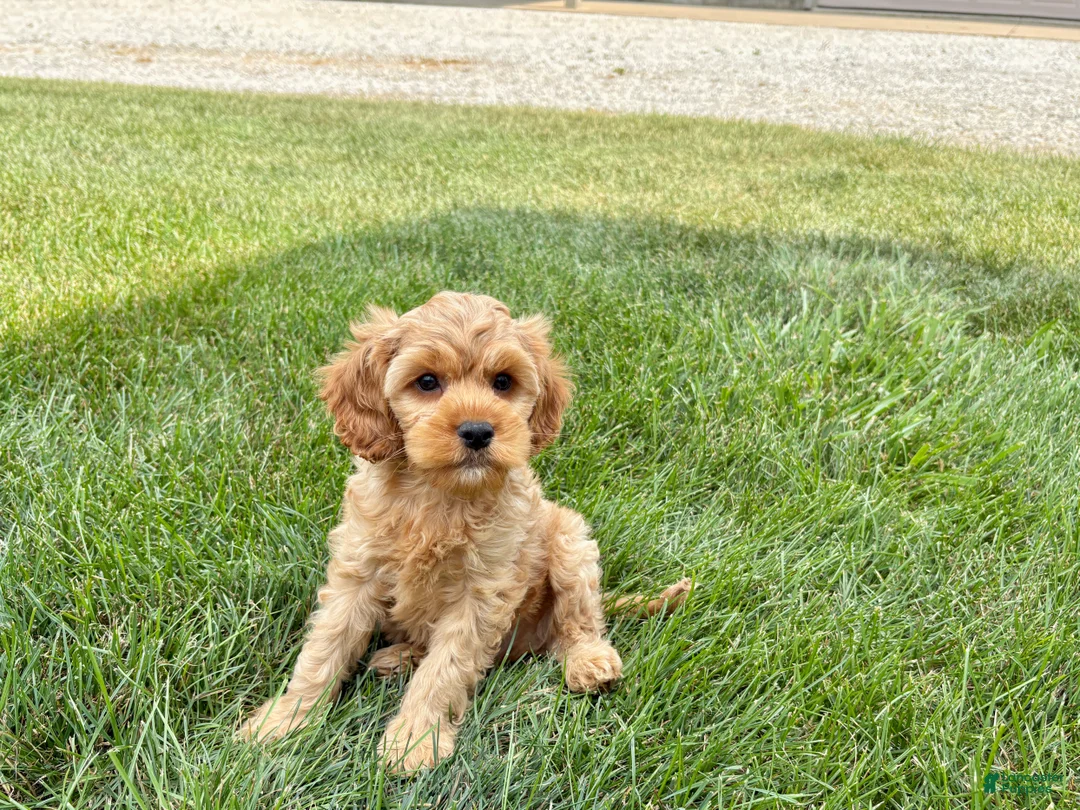 Mixed Breed dogs for sale: Cockapoo/Cavapoo male 1 - Ad 1