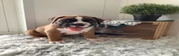 Boxer dogs for sale: Boxer Puppy 1  Lynn - Ad 6