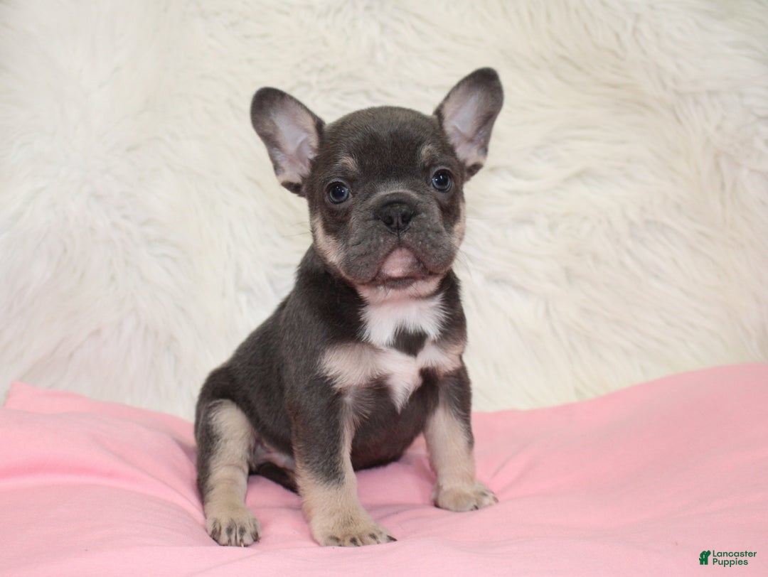 Mixed Breed dogs for sale: Ty - Ad 8