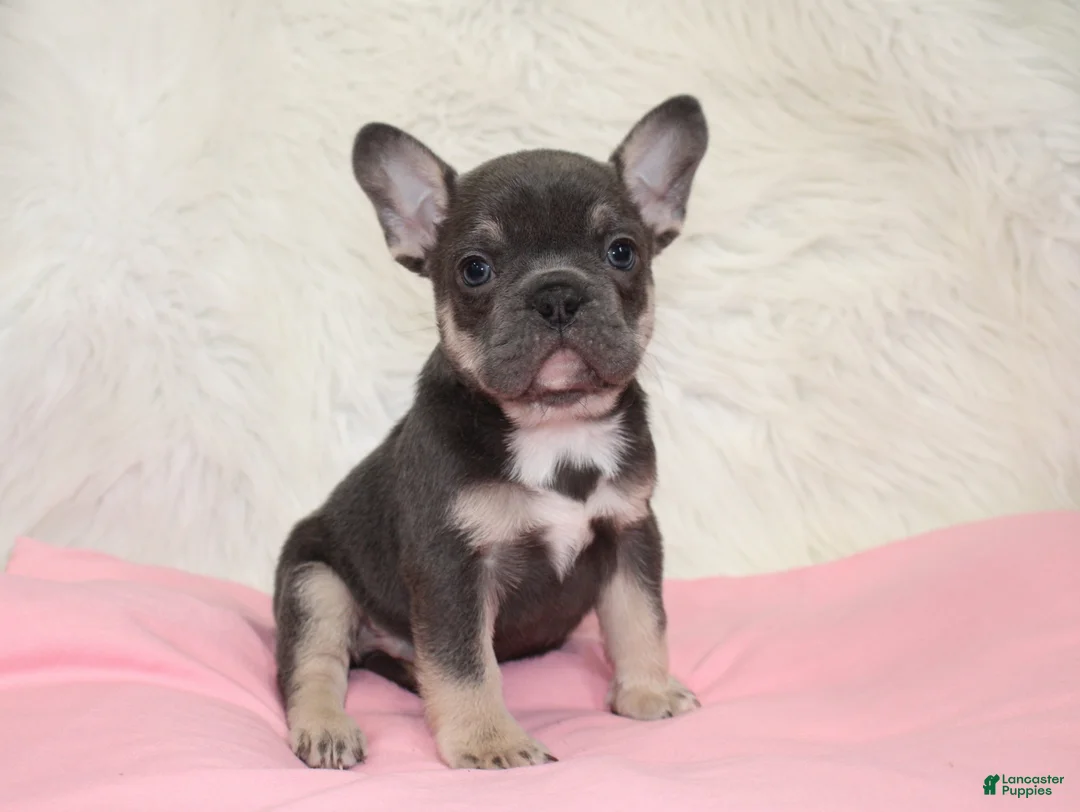 Mixed Breed dogs for sale: Beau - Ad 32