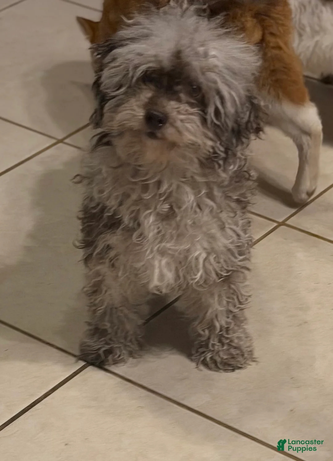 Miniature Poodle dogs for sale: ACA Bruno  - Ad 6