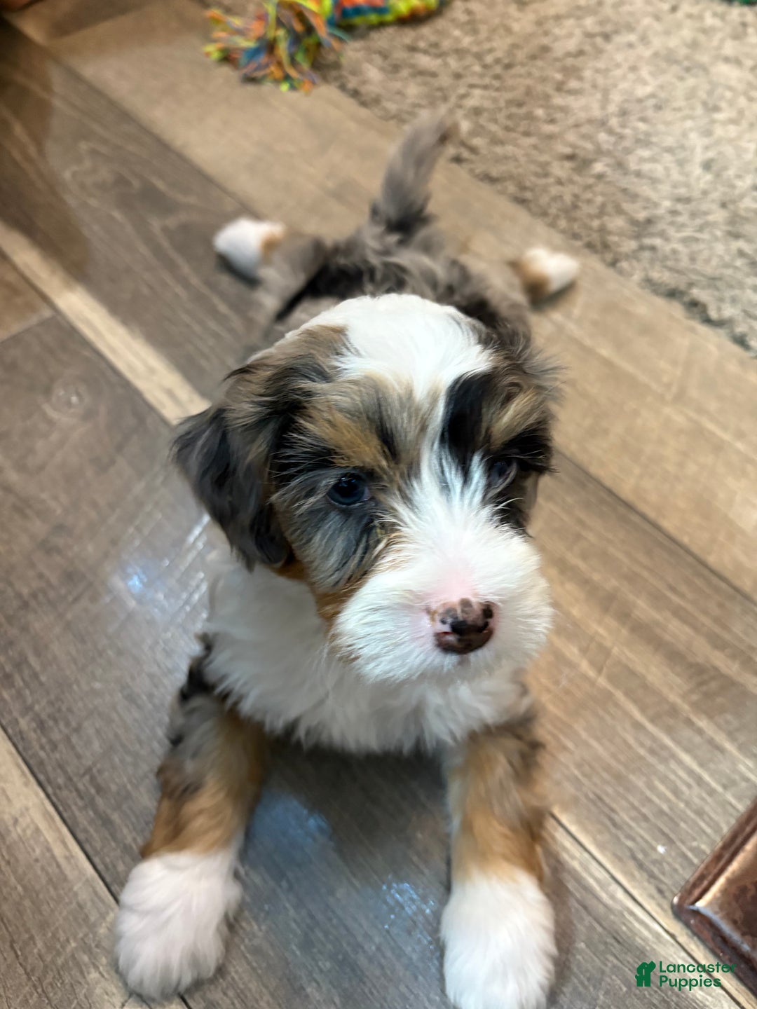Bernedoodle dogs for sale: Millie - Ad 1