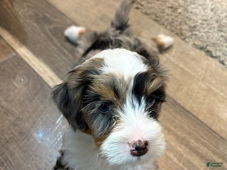 Bernedoodle dogs Millie - Ad 4
