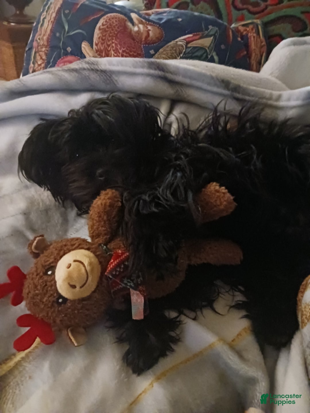 Yorkiepoo dogs for stud: House of Feast - Ad 2