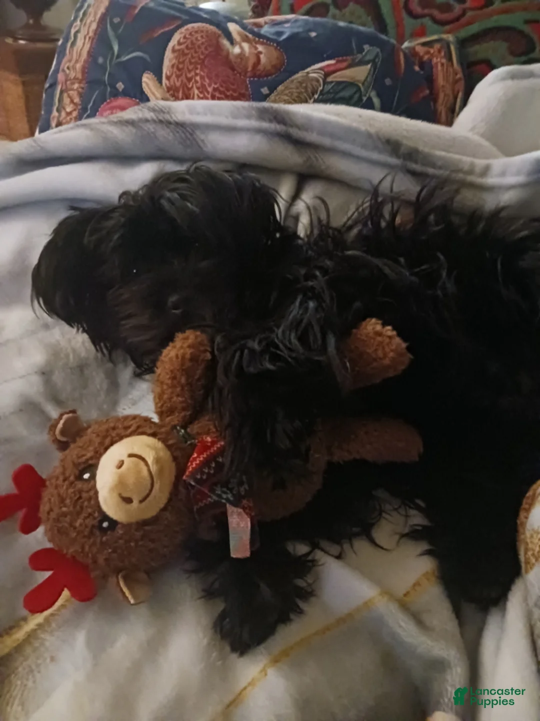 Yorkiepoo dogs for stud: House of Feast - Ad 2