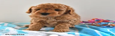 Simon