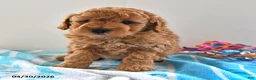 Mini Goldendoodle dogs for sale: Simon - Ad 1