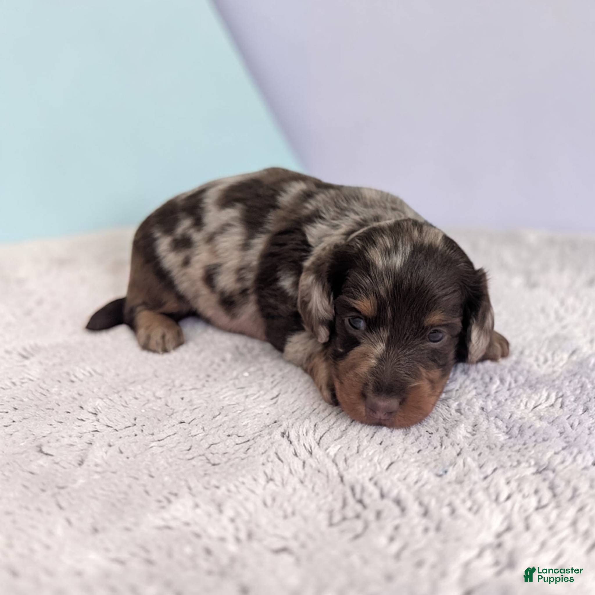 Miniature Dachshund dogs Asher - Ad 2