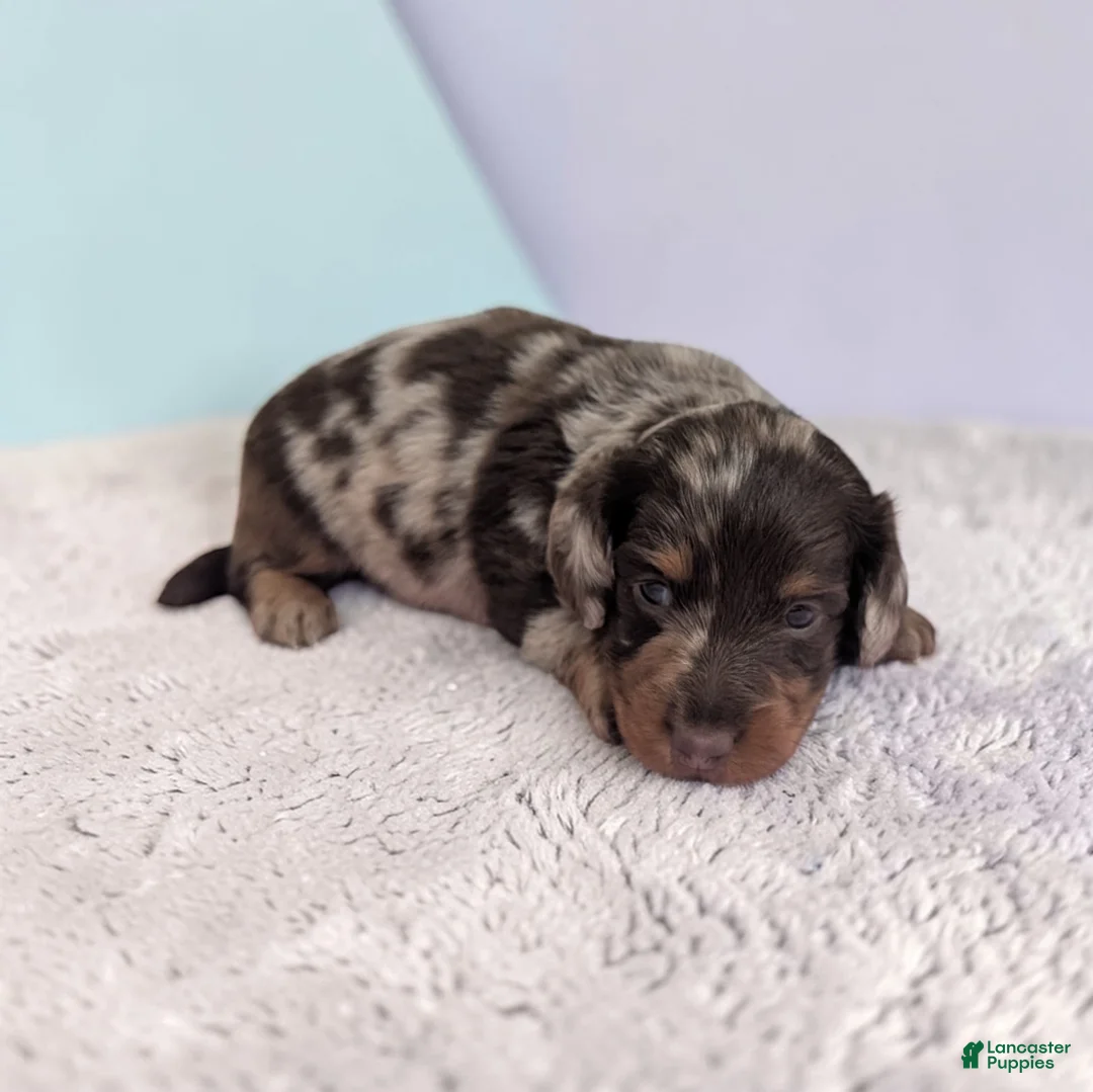 Miniature Dachshund dogs for sale: Asher - Ad 2