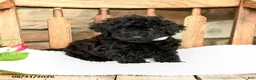 Havapoo dogs for sale: Peatrie - Ad 2