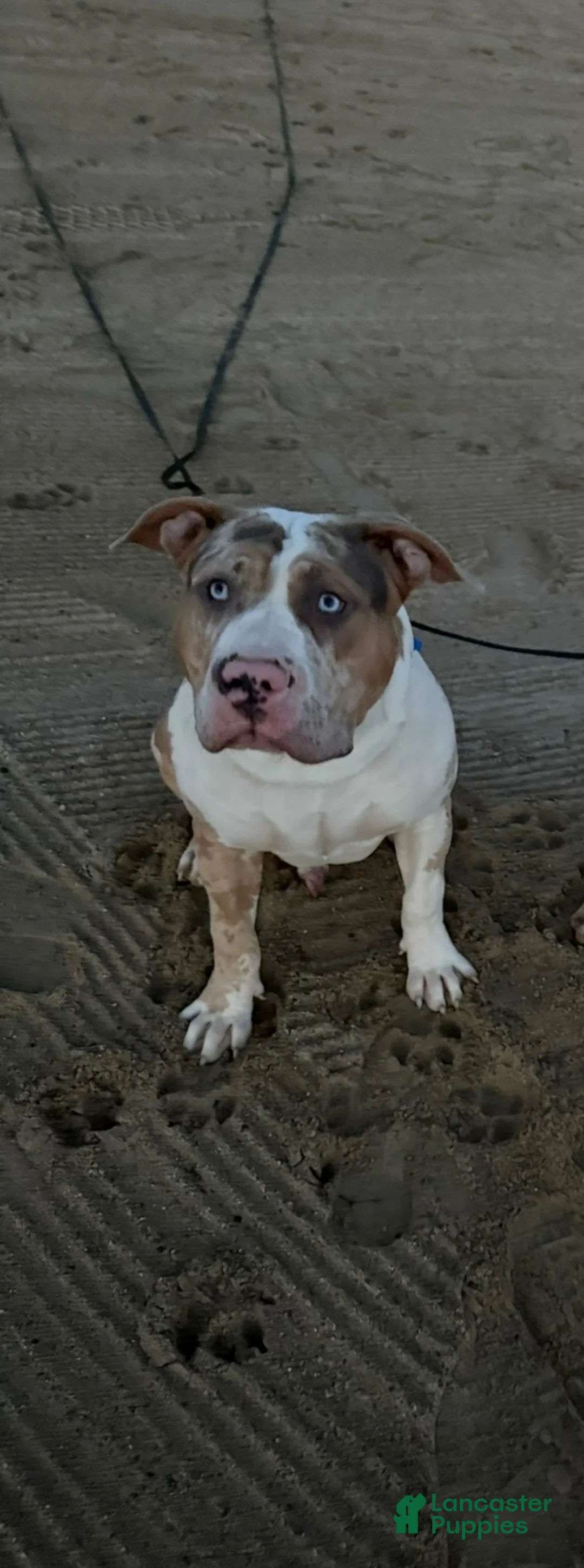 American Bully dogs for stud: Zions 1st litter - Ad 8