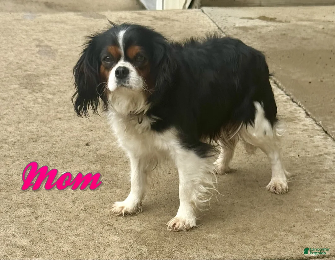 Mixed Breed dogs for sale: Goofy - Ad 7