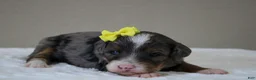 Mini Bernedoodle dogs for sale: Mini Bernedoodle 7 - Ad 5