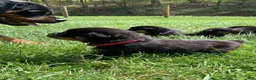 Rottweiler dogs for sale: Red Male - Ad 4