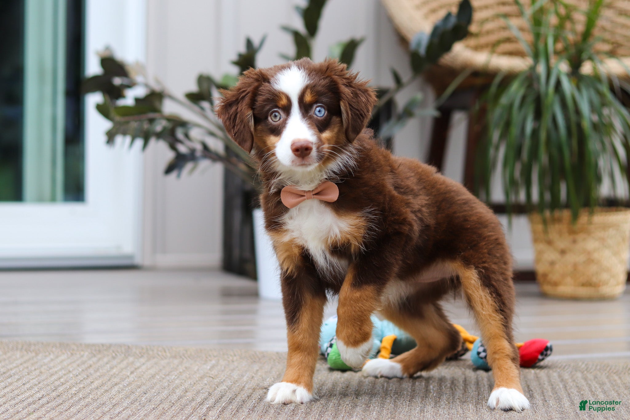 Australian Shepherd dogs Willow - Ad 2