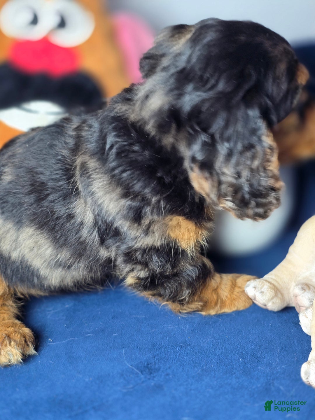 Miniature Dachshund dogs for sale: Miniature Dachshund estrella - Ad 6