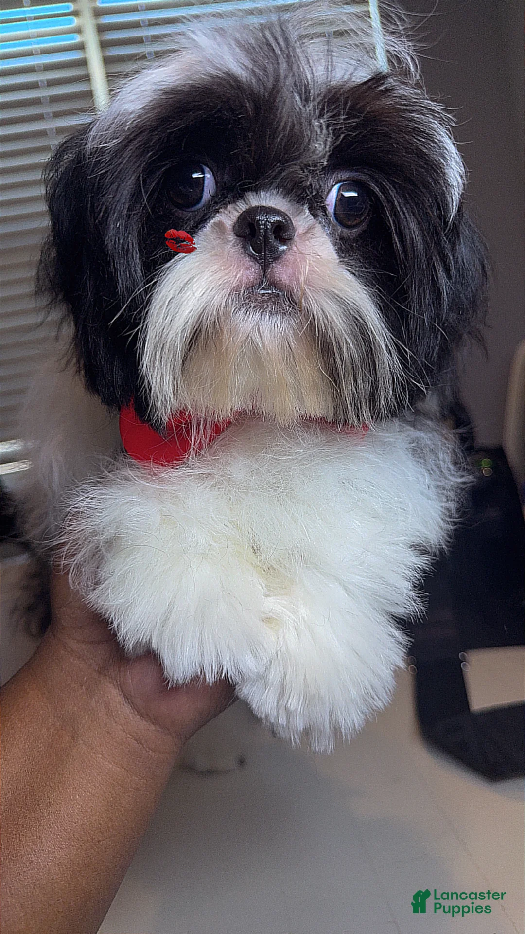 Shih Tzu dogs for sale: AKC Ronnie - Ad 3
