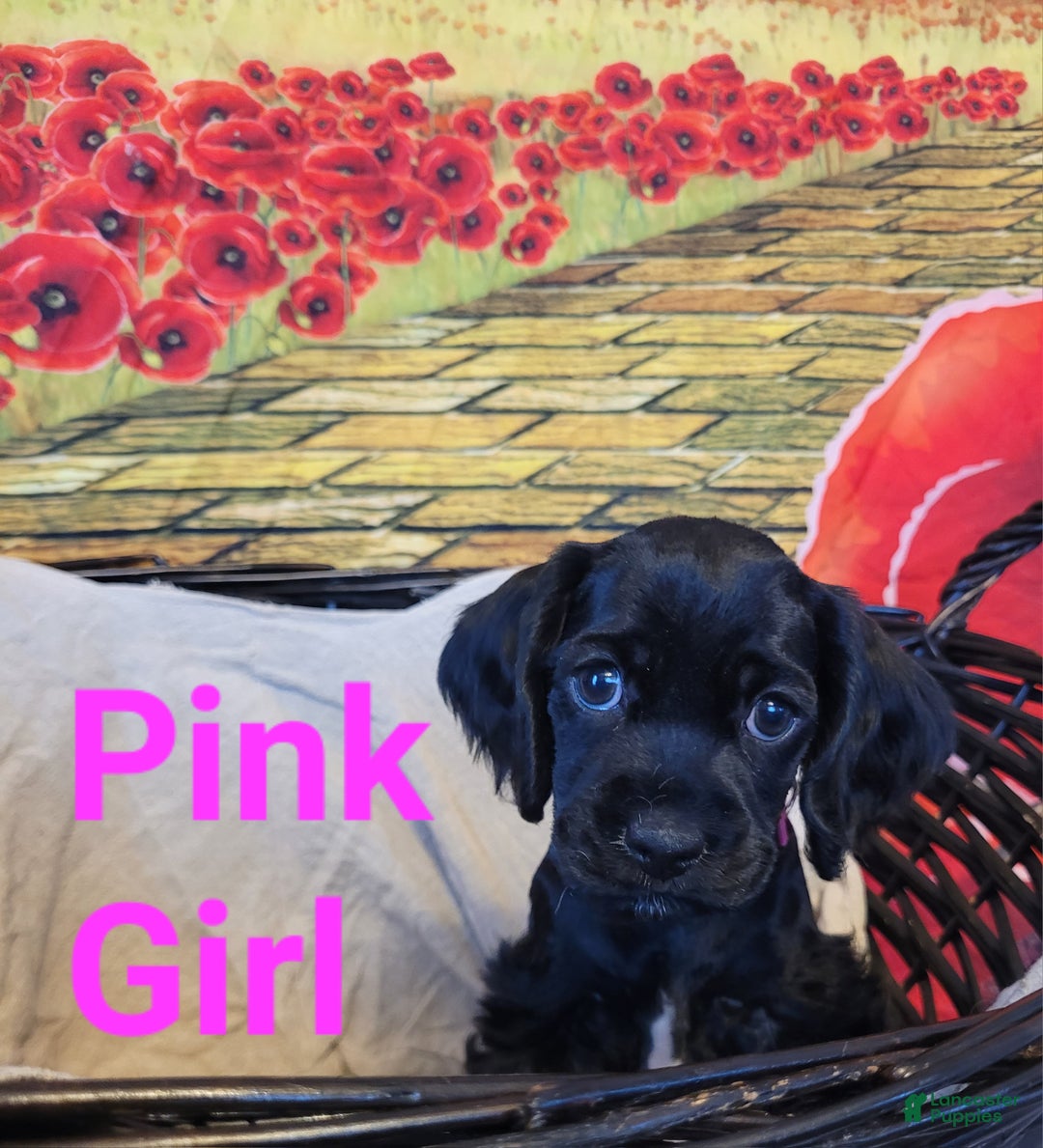 Cockapoo dogs for sale: Pink Girl  - Ad 17