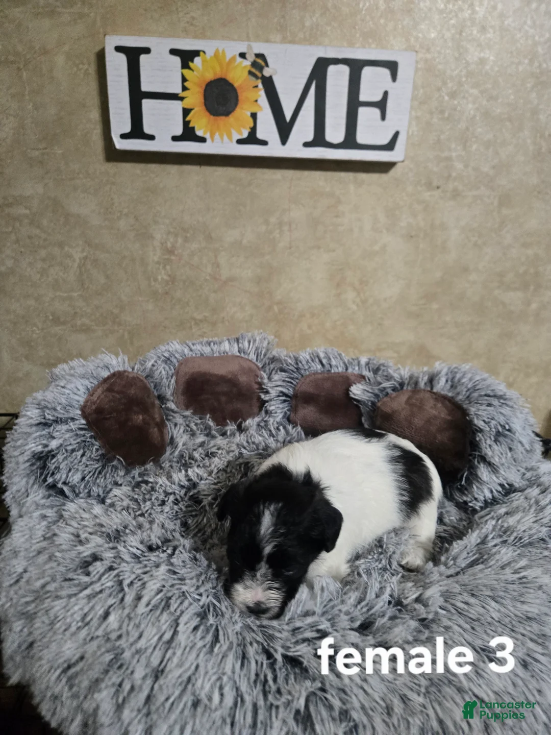 Mixed Breed dogs for sale: Female 3 - Ad 2