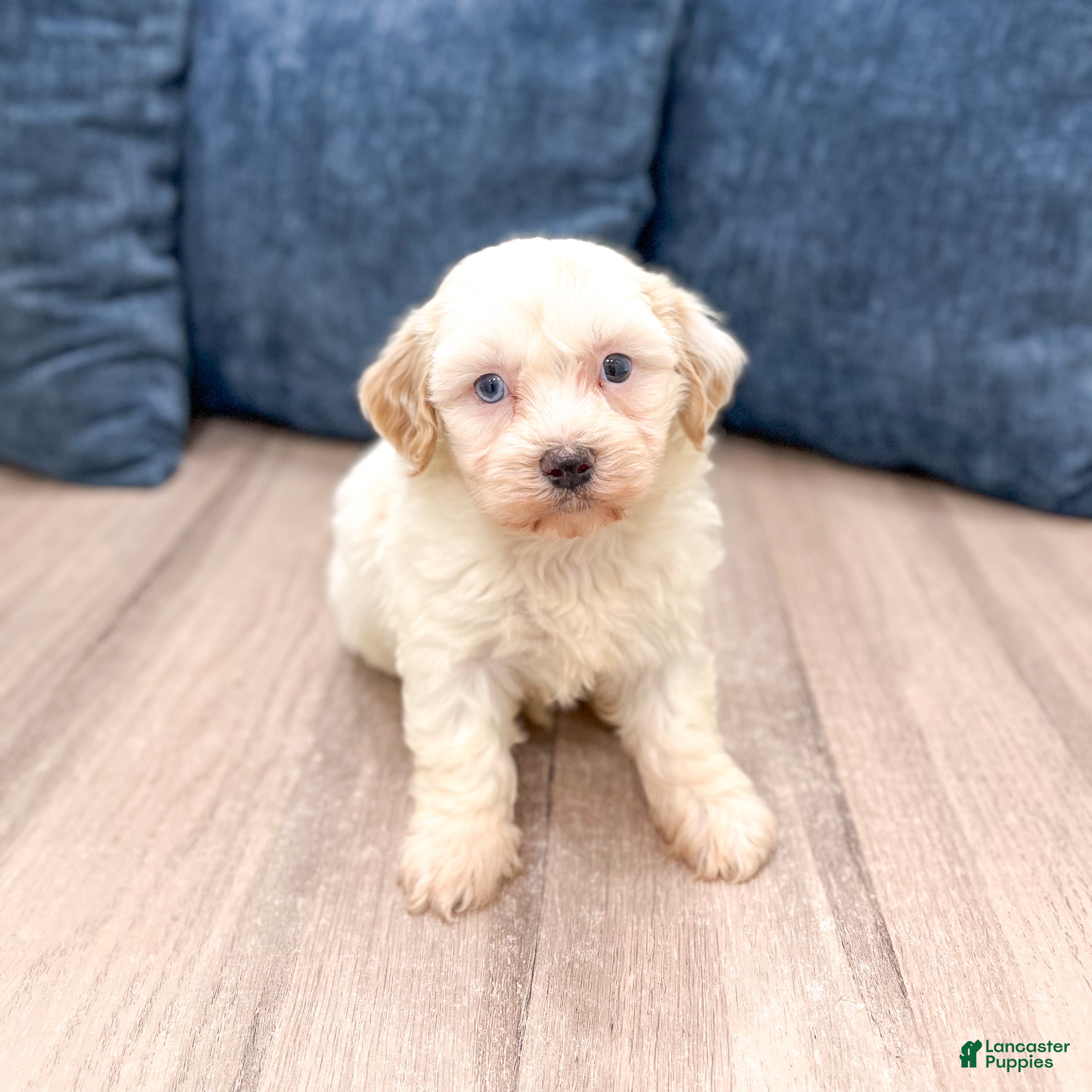 Havanese dogs Harvey - Ad 2